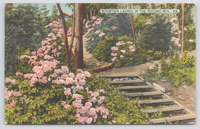Pocono Mountains Pennsylvania~Mountain Laurel in Woods~Linen Postcard