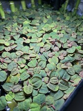 Live Red Root Floaters