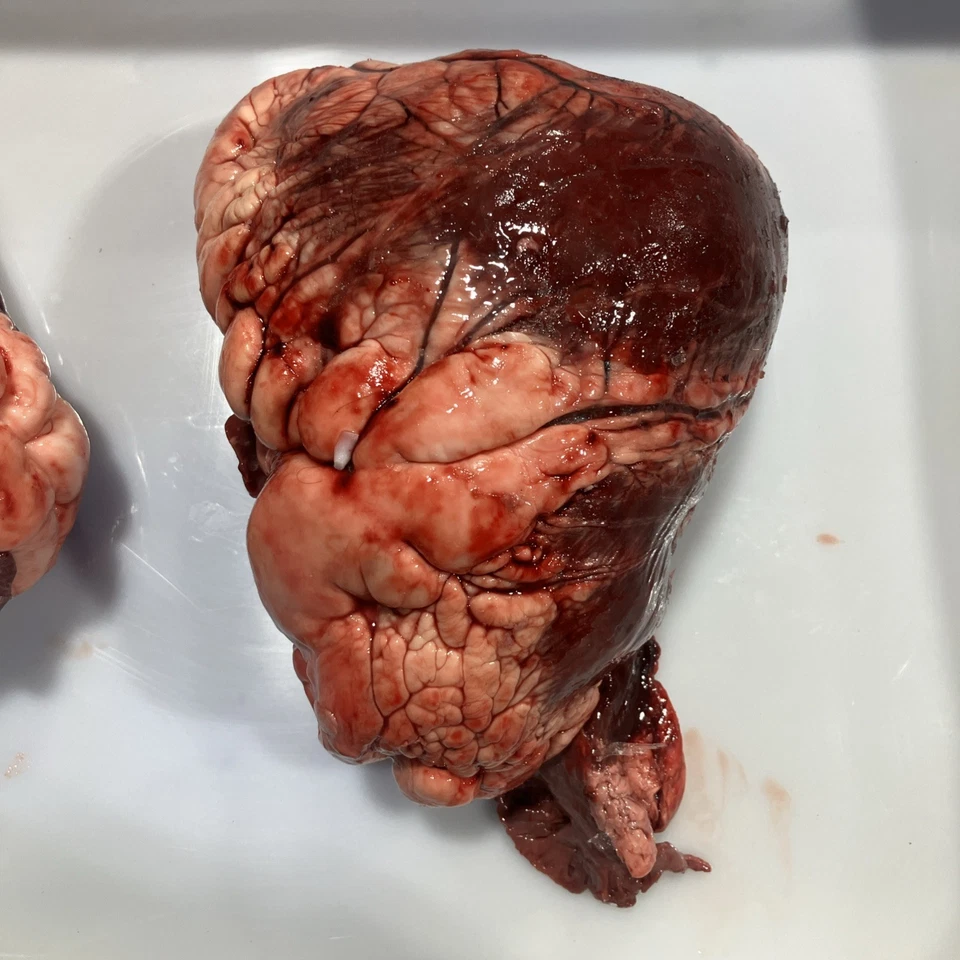 PREMIER Beef Heart Chunks. 100% Natural Dog Treats High Protein