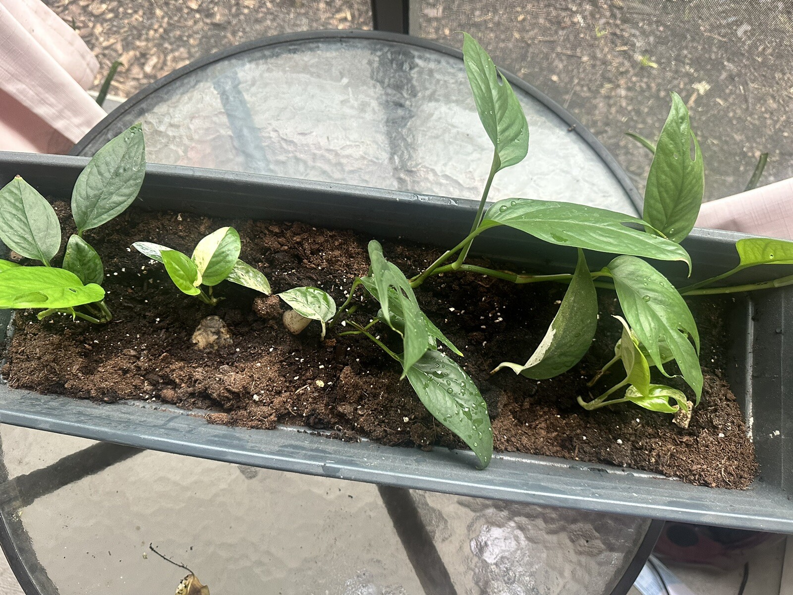 Picture 4 of 4