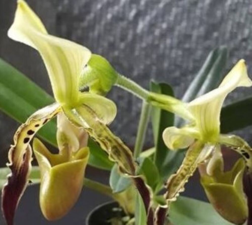 Orchid flask paph parishii Paphiopedilum species outstanding very rare