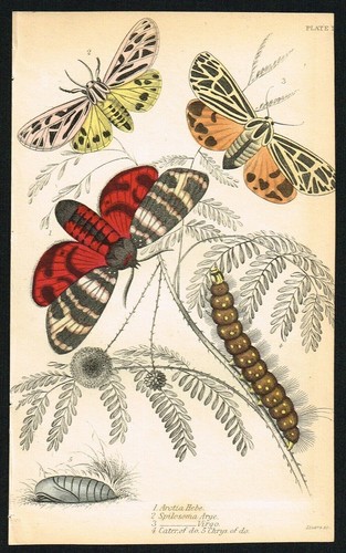 Exotic Tiger Moths, Caterpillar & Cocoon, Hand-Colored Antique Print 1841 - Picture 6 of 7