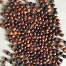 purple winged beans Asparagus pea Wing pea Four Angled bean dhambala seeds