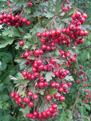   AUBÉPINE ANGLAISE (Crataegus Laevigata) - 100/250/600 graines + Cadeau - Photo 1/4