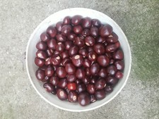 Lot Of 100 -2 Gallon Bucket Full Of Fresh Harvested Buckeyes For Crafts