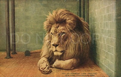 New York Berber Löwe Sultan 1920er Vintage Postkarte USA Zoo Bronx City