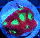 Corals of Eden WYSIWYG Live Coral Frag ~ Bloody Mary Favia Coral LPS SPS — photo 3