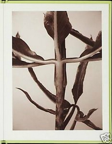 RON VAN DONGEN: One Picture Book Ltd Ed SIGNED w Photo 'Arisaema Angustatum' NEW - Picture 7 of 11