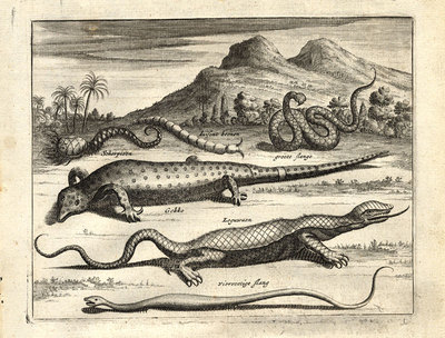 Antiker Druck - GECKO - LEGUAN - SKORPION - BRASILIEN - Nieuhof - 1682