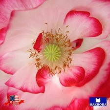 2500 Double Mixed Shirley Poppy Seeds Non-GMO