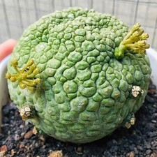 Pseudolithos migiurtinus Succulent cactus plant Garden flowering Plants 3cm