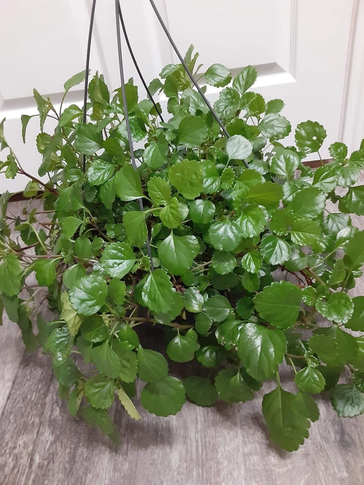 Swedish Ivy Ready to Plant w/ Roots  - Image 3 of 3