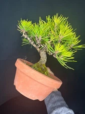 japanese black pine
