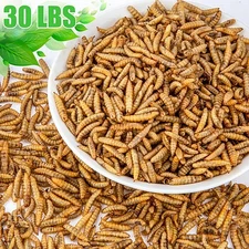 30 LBS Bulk Dried Mealworms Wild Birds Food Chickens Hen Fish Treats Food US NEW