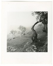 Italian History - Olive Grove, Capri - Vintage 8x10 Photograph by Hershel Levit