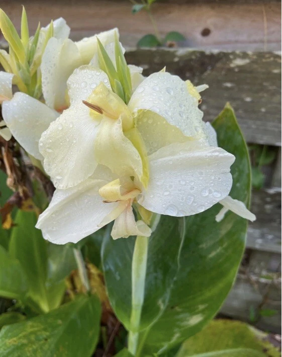 5 Alaska White Canna Lily Rhizome Bulb “ White Blooms” 100% Organic - Image 2 of 3