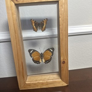 Euphaedra eleus Cameroon & Tortoiseshell Nymphalis milberti Gorgeous Butterfly