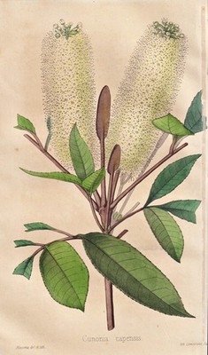 Butterlöffel Baum butterspoon tree Blume botany lithograph Revue Horticole 1855