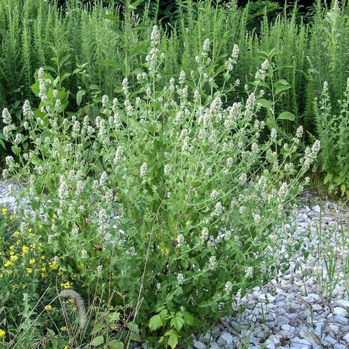 CATNIP Leaf Aromatic Herb Nepeta cataria , Wellness Blend & Bulk - Picture 9 of 9