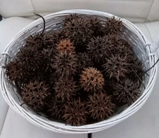 50 Sweet Gum Tree Seed Pods for Craft Projects & Ornaments 