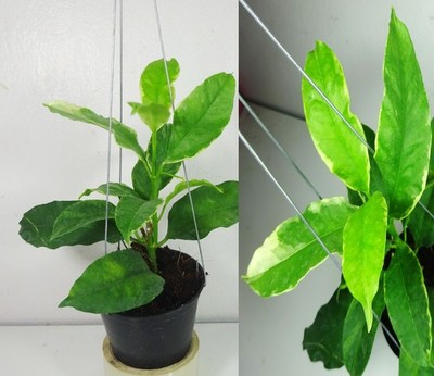 Hoya multiflora albomarginata, 8 Inches Large Plant, RARE