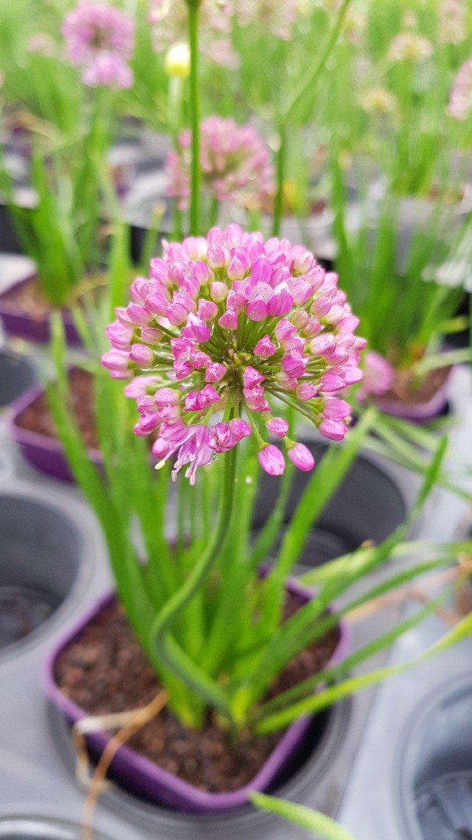 Ail d’ornement compact Allium Millenium vivace résistante aux insectes