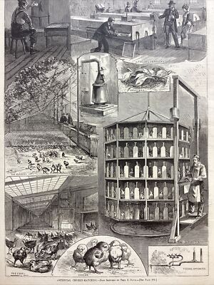 1877 PRINT ENGRAVING ARTIFICIAL CHICKEN HATCHING COOPS CHICKS INCUBATOR EGGS Z