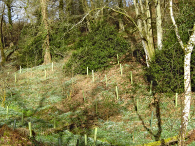 Photo 6x4 Fyne Court nature trail 2 Broomfield/ST2232 Snowdrops amongst  c2009