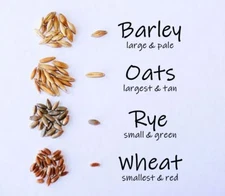 SIMPLE CAT GRASS BLEND | 100% US ORGANIC + 4 POPULAR Seeds + Super FAST Shipping