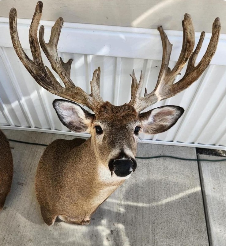 Whitetail Deer Head Shoulder Mount Taxidermy Hunt 24 point Buck mounted RARE