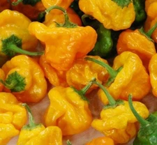 YELLOW SCOTCH BONNET HOT PEPPER SEEDS 20+ spicy CARIBBEAN culinary FREE SHIPPING