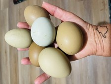 Fertile Hatching Eggs Olive, mint green, Sage Green- Back Cross On OE X BCM Roo