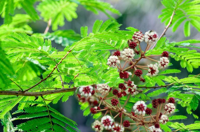 Acacia concinna ACACIA TREE Exotic SEEDS! | eBay