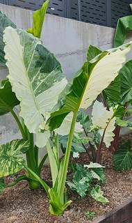 Alocasia calidora 'Albo Variegata'