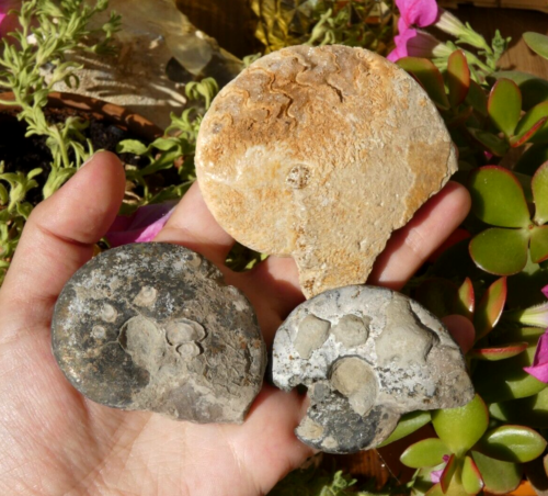 Lot 3 ammonite fossile pyrite calcite - Minéraux collection cabinet curiosités - Photo 1/8