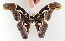 SA29509. Unmounted butterflies: Archaeoattacus sp. North Vietnam.