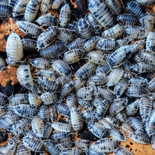 100 Dairy Cow Isopods For Sale - Bulk Isopods For Bioactive