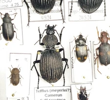 Tefflus (Sp.?) Camerun. 33 mm. Carabidae