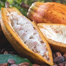 Yellow Cocoa Seedss 40 pcs Clone Balinese Criollo (Theobroma cacao)  Cacao Bean