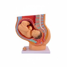 Fetal Growth Model Realistic Obstetrics Demonstration Model Easy to Observe