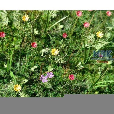 Model Scene MSC-VG3-028 Wiesenblumen / Meadow flowers 1/35