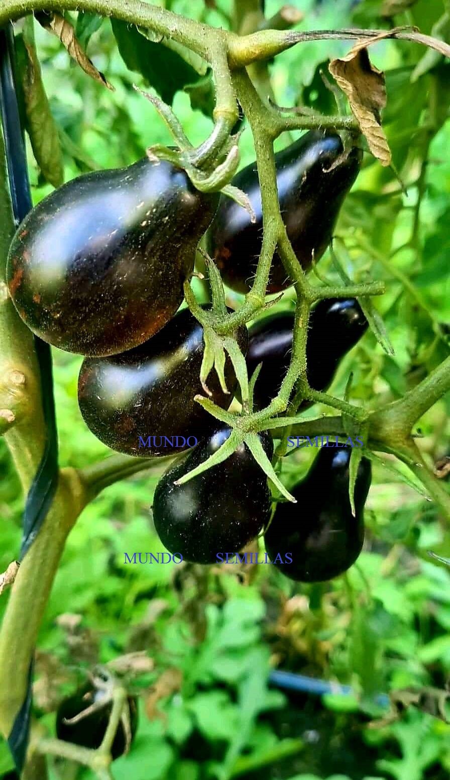 Tomate bombilla lagrima negro pera ( 10 semillas ) seeds - Tomato huerto jardin