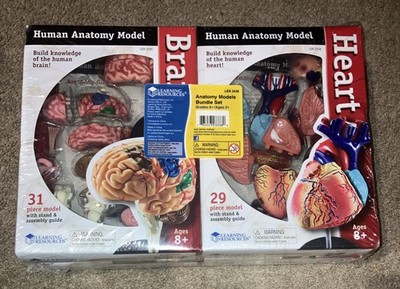 Learning Resources Human Body Anatomy Models Bundle Set