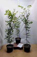 Zelkova serrata tree in nursery pot. Japanese Zelkova Elm. Keaki. Bonsai. Yard.