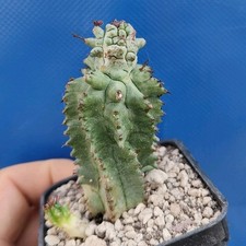 Euphorbia horrida Mostruosa (ANOMALA) POT 6 CM On its own root RARE! (Garden)