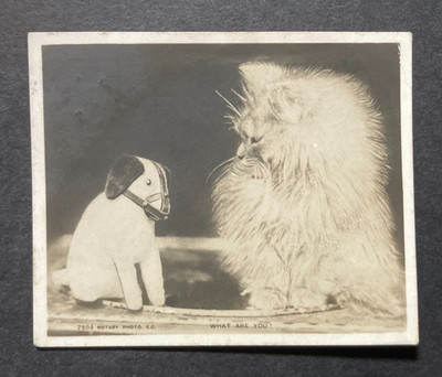 Komische Katzen Echt Foto 3 x Vintage Zwerg Postkarten T2