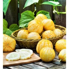 Lemon Cucumber -15 Seeds -Heirloom NON-GMO Free Ship Crispy Sweet