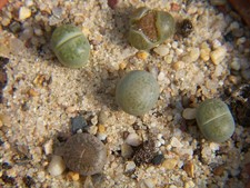 5x  lebende Steine- Lithops - Jungpflanzen "6"