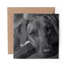 1 x Blank Greeting Card BW - Brown Rhodesian Ridgeback Dog #35421
