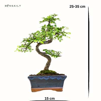Bonsai Baum mit Keramik Blumentopf - Chinese elm - ca. 7 Jahre (15 cm  Schale) | eBay.de